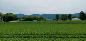 【ふるさと科】校外学習「岩田農園」の様子